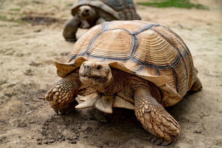 Preventive Health Strategies for African Spurred Tortoises